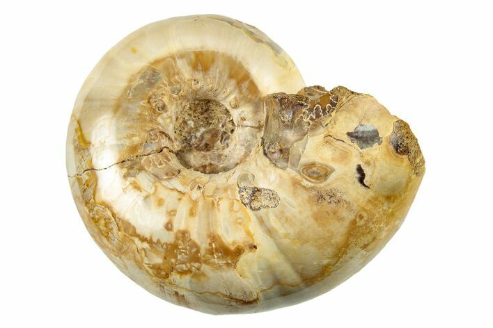 Jurassic Ammonite Fossil - Sakaraha, Madagascar #251461
